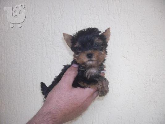 Pomeranian καθαροαιμα Αθηνα-Θεσσαλονικη-Νησια dogsmania.gr 6979314054...